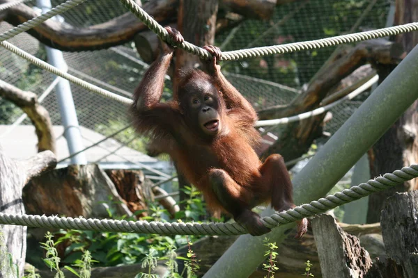 Orangután Marrón Colgado Una Cuerda Zoológico —  Fotos de Stock