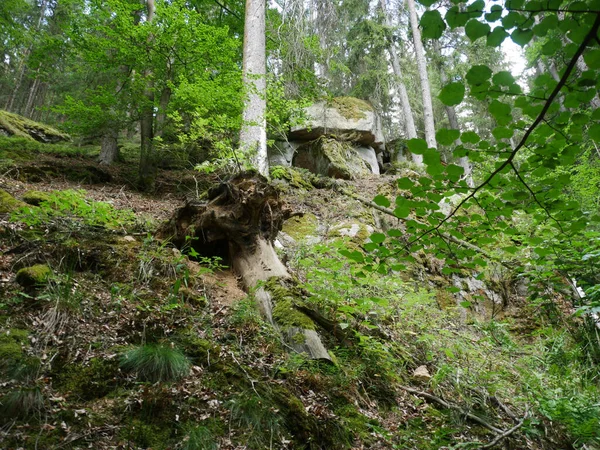 Disparo Bosque Verde — Foto de Stock