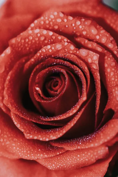 아름다운 장미의 클로즈업 — 스톡 사진