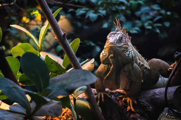 Uma Vista Perto Uma Iguana Selvagem Entre Ramos Uma Árvore — Fotografia de Stock