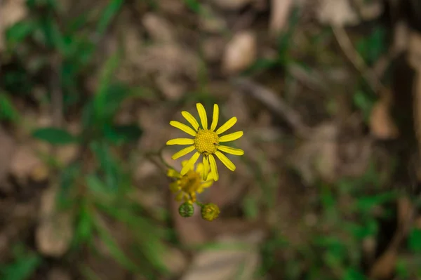 Detailní Záběr Kvetoucí Květinu Senecio Vernalis — Stock fotografie