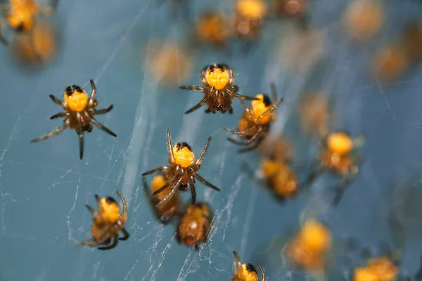 Крупним Планом Знімок Багатьох Маленьких Жовтих Павуків Синій Відбиваючій Поверхні — стокове фото