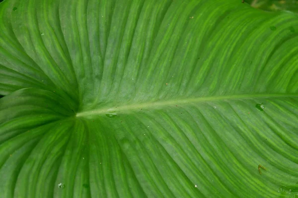 Une Texture Feuille Verte Alocasie — Photo