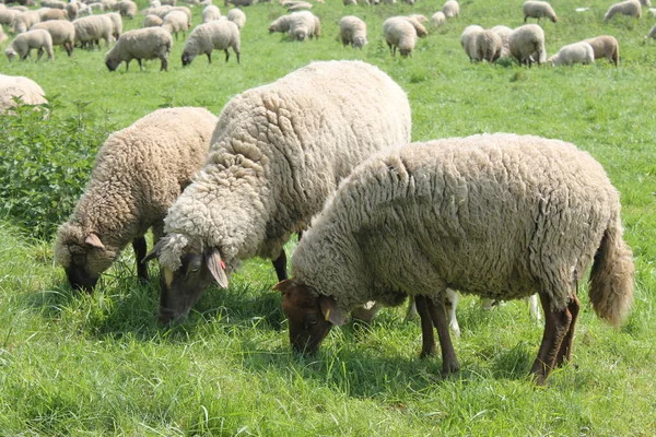 Flock Sheep Grazing Field Stock Image