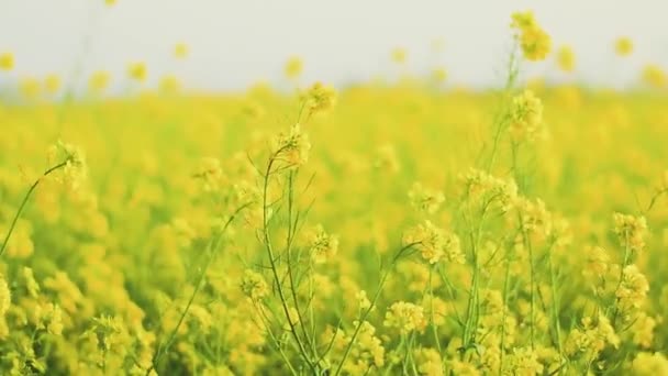 Mooie Wilde Bloemen Groeien Weide Zomer Zonnige Dag — Stockvideo