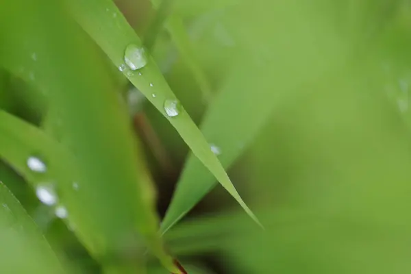 一种带有水滴的新鲜绿草的选择性聚焦拍摄 — 图库照片
