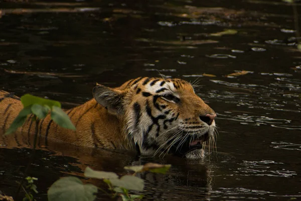 Belo Tiro Tigre Majestoso Nadando Água Floresta — Fotografia de Stock