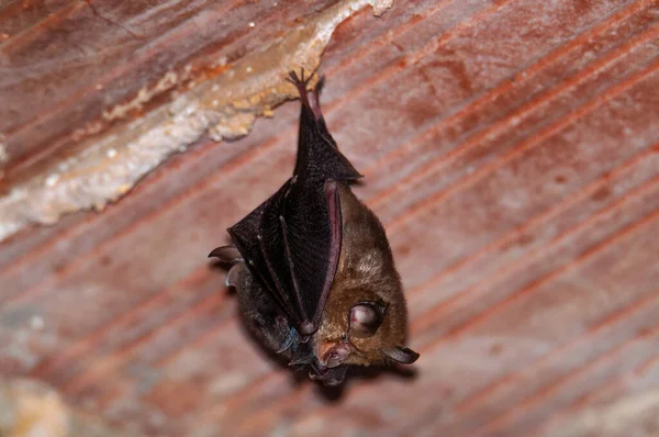 Morcego Ferradura Murcielago Herradura Com Bebê — Fotografia de Stock