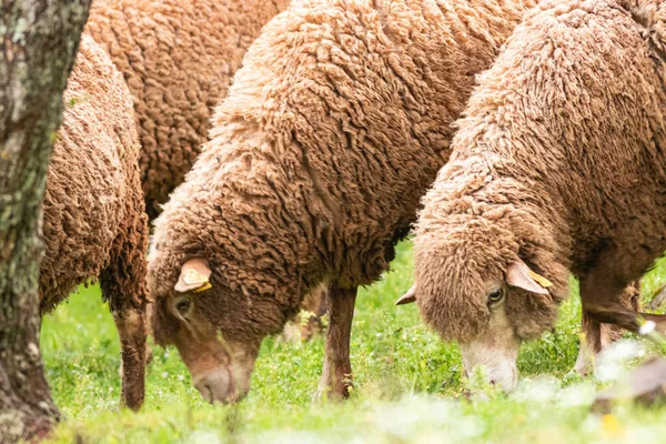 Een Close Schot Van Schapen Grazen Een Weiland — Stockfoto