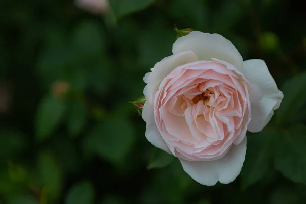 Focus Sélectif Une Rose Dans Jardin Avec Fond Flou — Photo