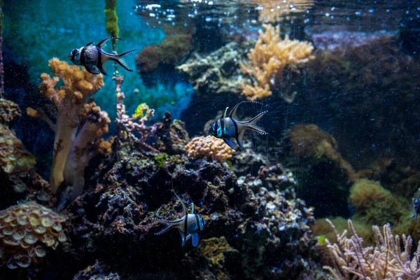 Peixe Bonito Nadando Entre Corais — Fotografia de Stock