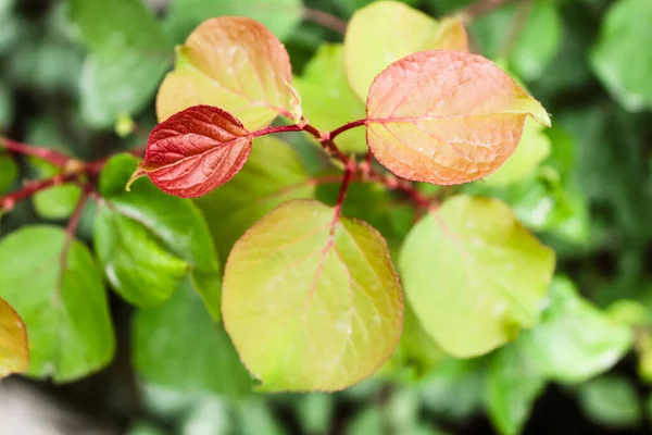 Eine Nahaufnahme Farbiger Und Duftender Blätter Aus Japanischem Scharlachrot — Stockfoto