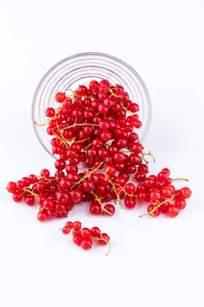 Vertical Shot Red Currant Berries Isolated White Background — Stock Photo, Image