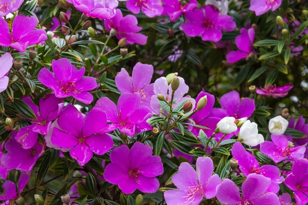 Une Image Rapprochée Fleurs Violettes Poussant Partir Feuilles Vertes — Photo