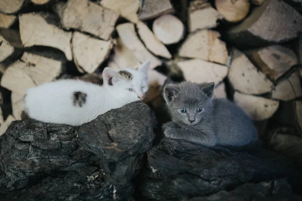 Twee Schattige Huiskatjes Rustend Vloer — Stockfoto