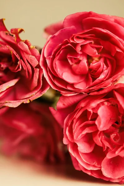 一朵盛开的粉红玫瑰的垂直特写 — 图库照片