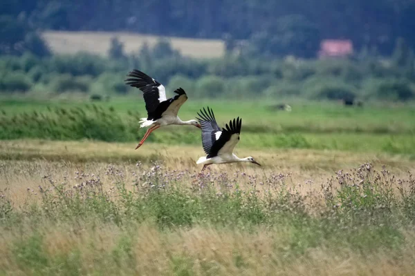 Zbliżenie Bocianów Przelatujących Nad Polem — Zdjęcie stockowe