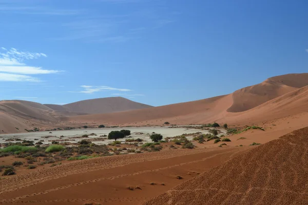 Táj Fák Egy Egy Arany Sivatagban Alatt Tiszta Kék Sossusvlei — Stock Fotó