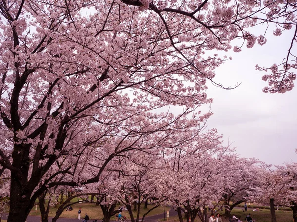 Hermoso Tiro Flor Árbol — Foto de Stock