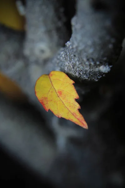 Ein Vertikaler Schuss Eines Gelben Blattes Auf Einen Baum Bevor — Stockfoto