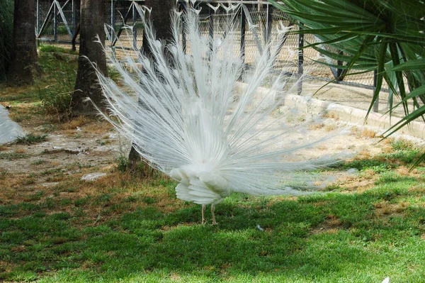 Hermoso Pavo Real Blanco Con Cola Abierta — Foto de Stock