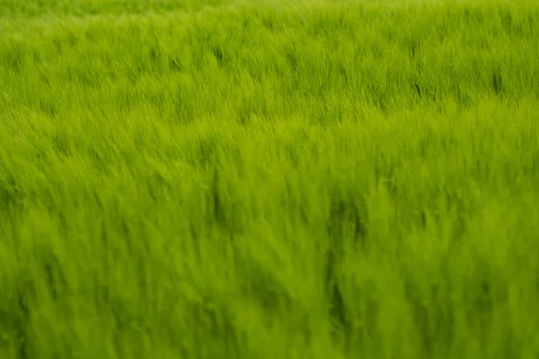 田舎の晴れた日に 濃くて活気に満ちた緑の草原の選択的な焦点ショット — ストック写真