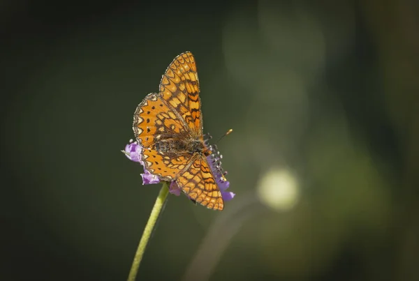 在朦胧的背景下 一只栖息在花朵上的沼泽蝴蝶的特写镜头 — 图库照片