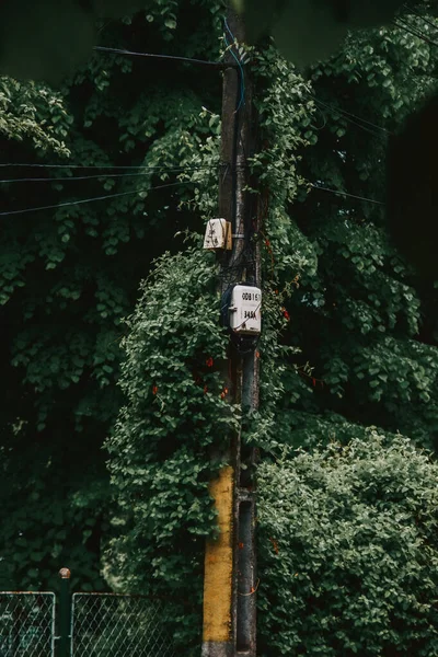 Sebuah Tembakan Vertikal Pohon Dan Kabel Listrik — Stok Foto