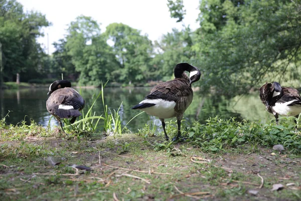 Flock Geese Wandering Park Lake — Stock Photo, Image