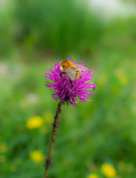 Vertical Shot Bumblebee Purple Thistle Flower Blurred Background — Stock Photo, Image