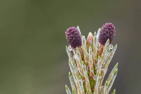 Closeup Dwarf Mountain Pine Cones Shallow Focus — Stock Photo, Image