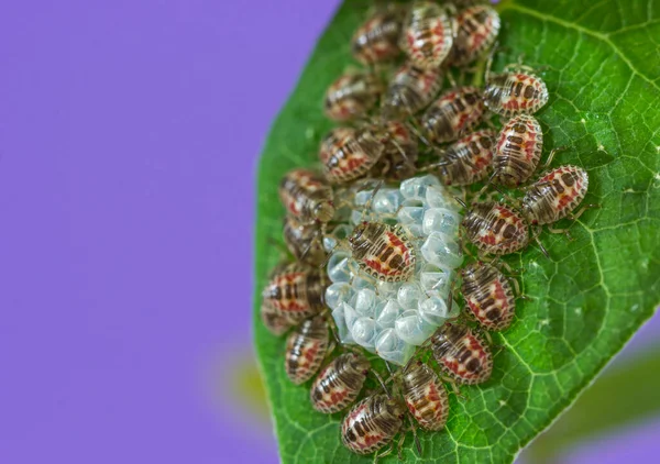 Primer Plano Insectos Huevos Insecto Una Hoja Verde —  Fotos de Stock