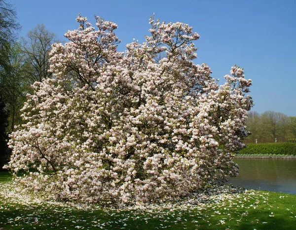 Una Exuberante Planta Magnolia Con Flores Caídas Junto Agua — Foto de Stock