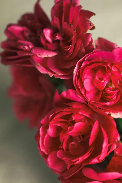 Egy Függőleges Közelkép Virágzó Rózsaszín Rózsákból — Stock Fotó