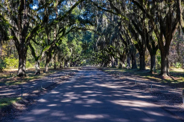 佐治亚州Wormsloe历史名胜古迹绿树成荫的人行道 — 图库照片