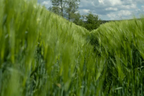 Een Prachtig Shot Van Hoog Gras Een Dik Groen Veld — Stockfoto