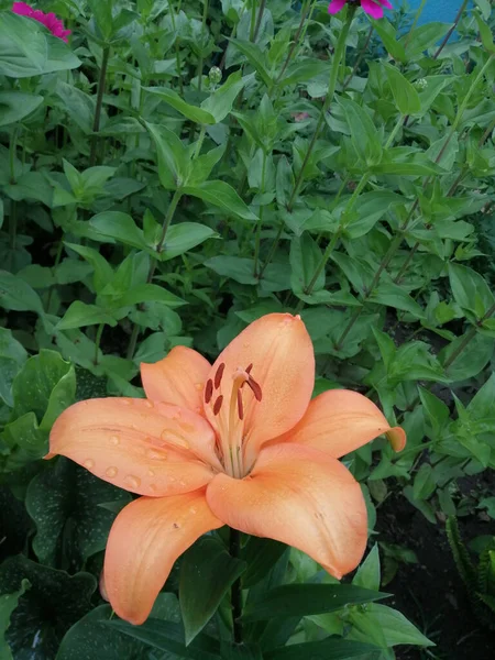 Нежная Оранжевая Лилия Lilium Bulbiferum Лесу — стоковое фото