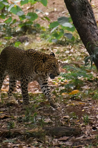 Una Hermosa Toma Majestuoso Leopardo Caminando Bosque Junto Árbol — Foto de Stock