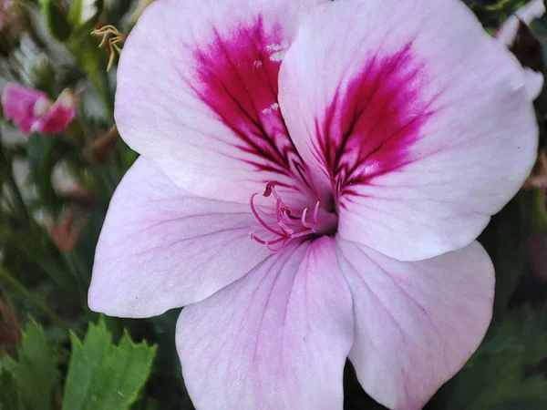 Zbliżenie Ujęcie Kwitnących Geranium Kwiaty Zieleni — Zdjęcie stockowe