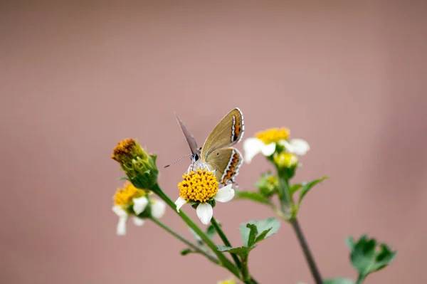 花に小さな蝶の選択的な焦点ショット — ストック写真