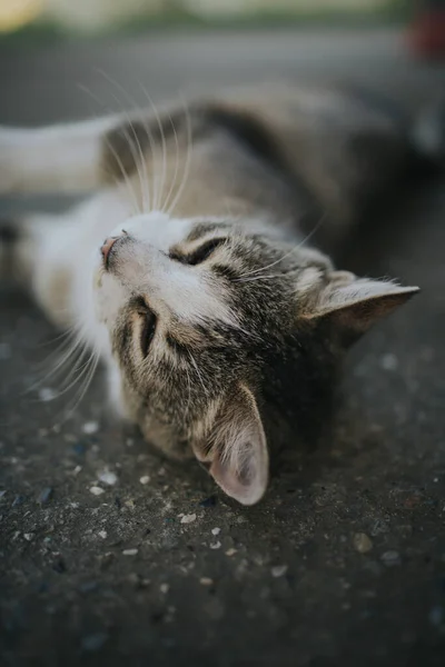 一只可爱的家猫躺在地板上 — 图库照片