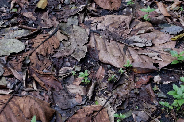 Kurumuş Yapraklar Yerde Küçük Yeşil Filizler — Stok fotoğraf