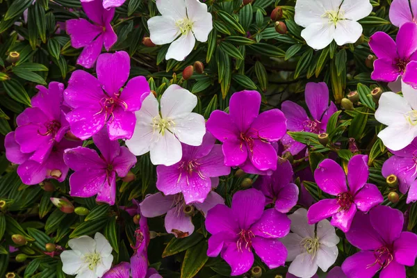 Une Image Rapprochée Fleurs Violettes Blanches Poussant Partir Feuilles Vertes — Photo