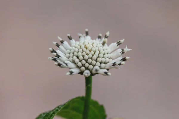 Eine Nahaufnahme Von Einem Schnee Quadratisch Blumenkopf Auf Einem Isolierten — Stockfoto