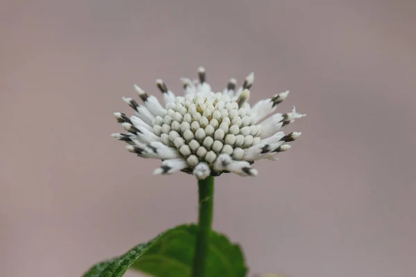 Tiro Close Uma Cabeça Flor Tronco Quadrado Neve Fundo Isolado — Fotografia de Stock