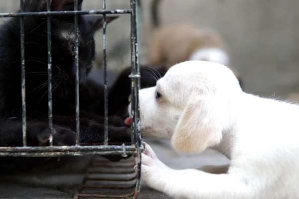 Bulanık Bir Arka Planda Sevimli Bir Kedi Köpeğin Yakın Plan — Stok fotoğraf