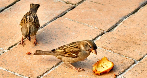 Selective Focus Shot Sparrows Ground Looking Food — Stock Photo, Image