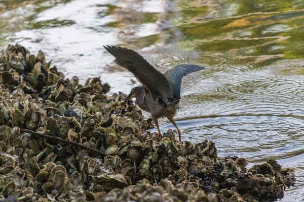 Primer Plano Cormorán Tratando Atrapar Presa — Foto de Stock