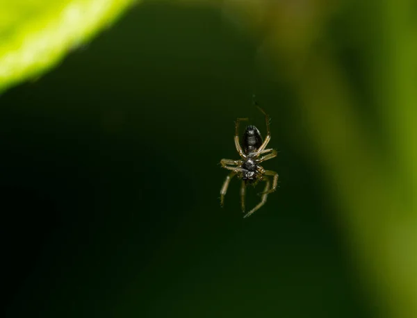 Selective Focus Shot Orb Weaver Spider Hanging Green Background — Stock Photo, Image