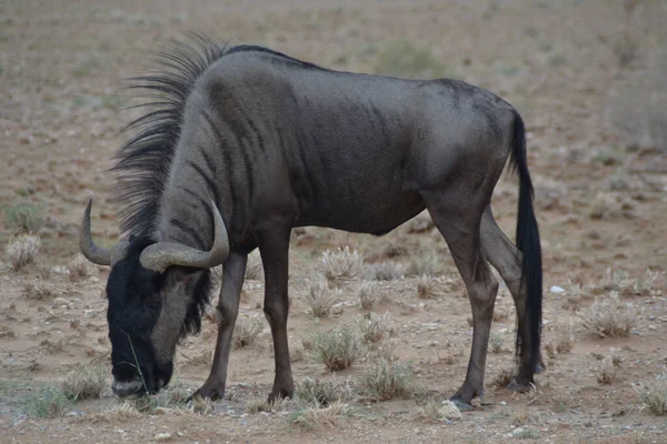 Een Zwarte Gnoe Gnu Een Steppe Namibië Afrika — Stockfoto
